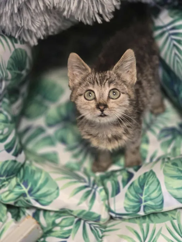 Kot do adopcji, Dłużyna Górna, 25 lipca 2025 (1/5)