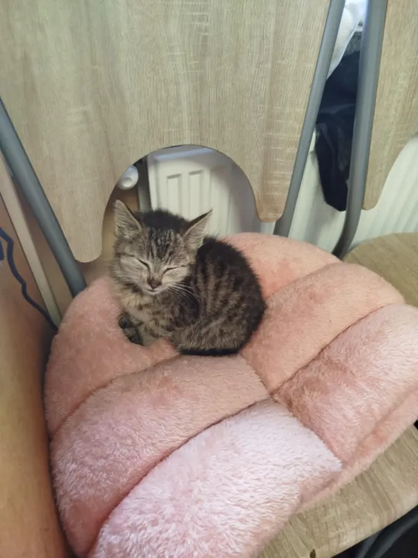 Kot do adopcji, Dłużyna Górna, 25 lipca 2025 (2/5)