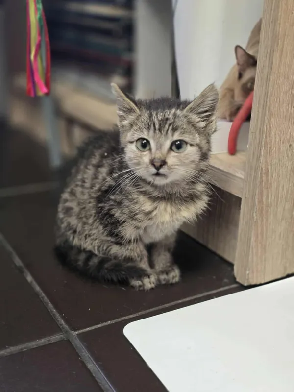 Kot do adopcji, Dłużyna Górna, 25 lipca 2025 (4/5)