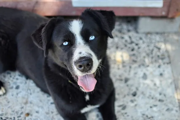 Pies do adopcji, Żary, 25 lipca 2025