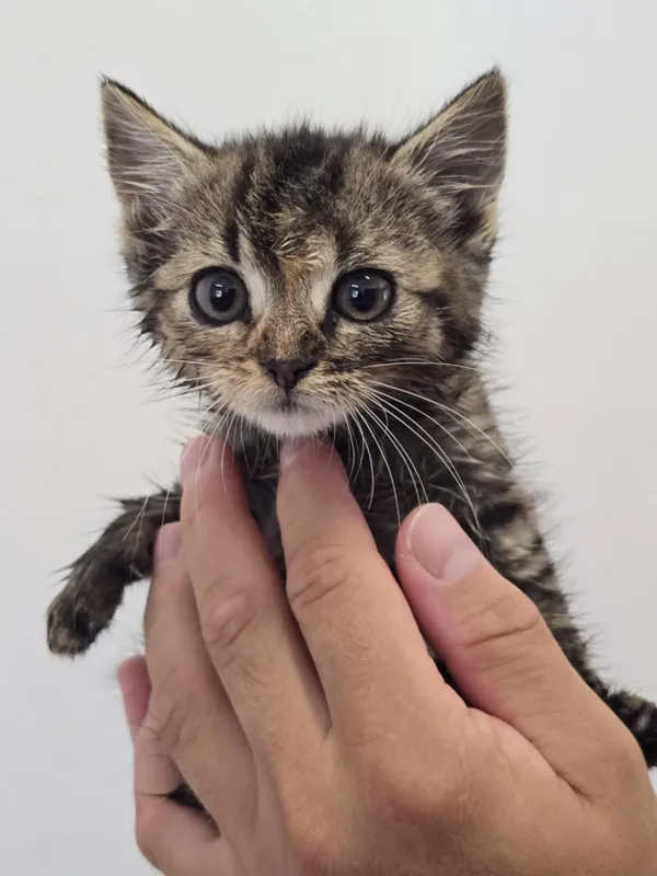 Kot do adopcji, Ropczyce, 25 lipca 2025