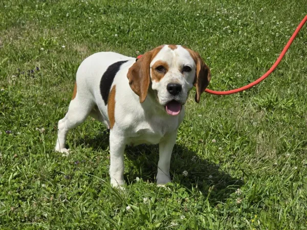 Pies do adopcji, Ropczyce, 25 lipca 2025