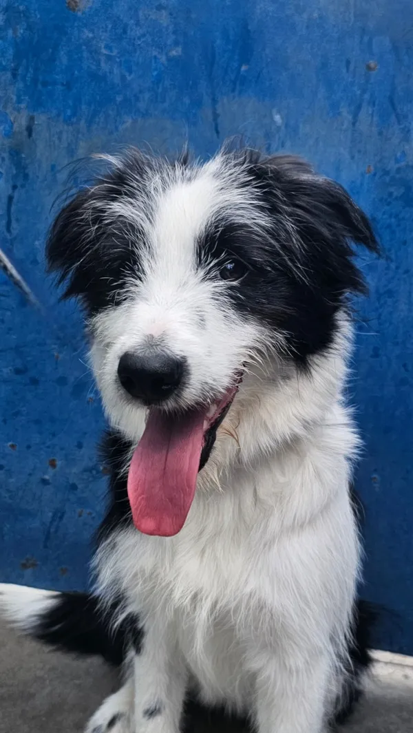 Pies do adopcji, Tychy, 3 lipca 2025