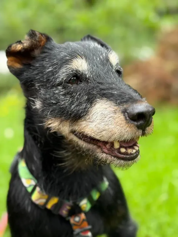 Pies do adopcji, Tychy, 2 lipca 2025