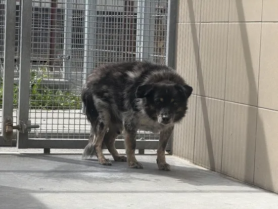 Pies do adopcji, Kraków, 11 lipca 2025