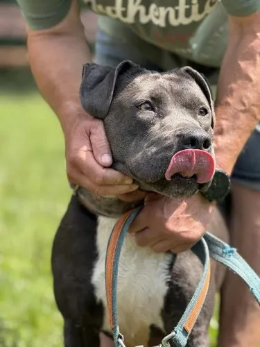 Pies do adopcji, Kraków, 11 lipca 2025 (1/5)
