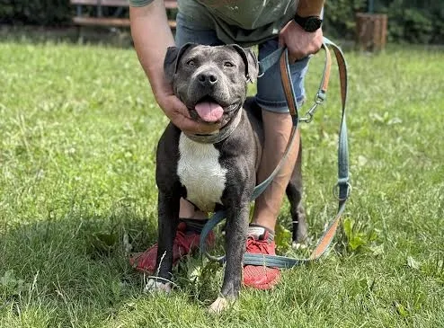 Pies do adopcji, Kraków, 11 lipca 2025 (2/5)