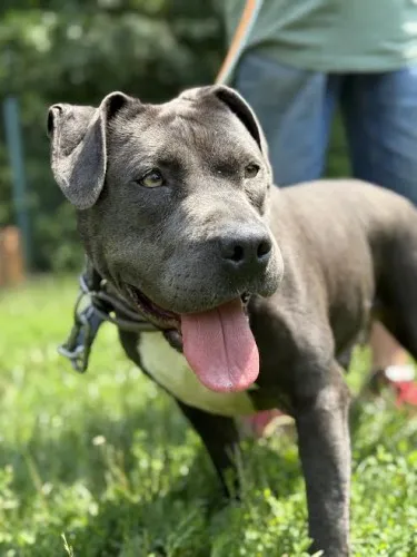 Pies do adopcji, Kraków, 11 lipca 2025 (4/5)