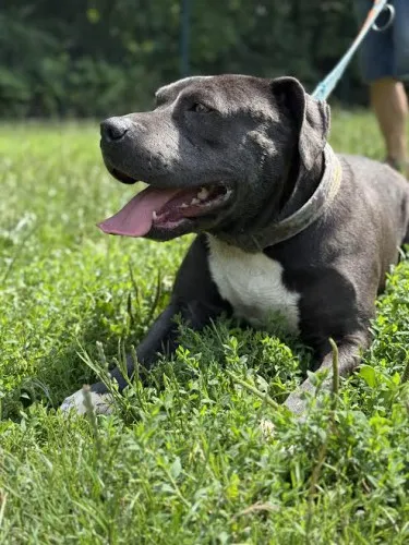 Pies do adopcji, Kraków, 11 lipca 2025 (5/5)