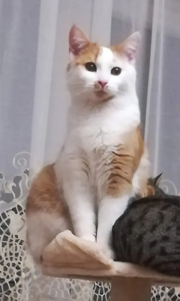 Zaginął kot, Łódź, 25 lipca 2025