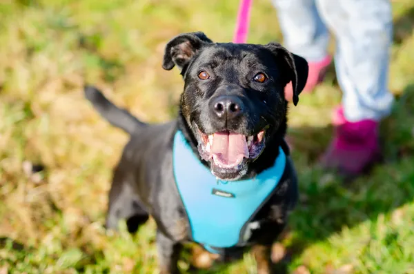 Oddam psa, Olsztyn, Osiedle nad Jeziorem Długim, 26 lipca 2025 (1/3)