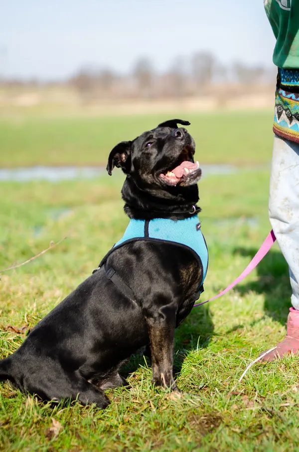 Oddam psa, Olsztyn, Osiedle nad Jeziorem Długim, 26 lipca 2025 (2/3)