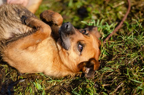 Oddam psa, Ostrzeszewo, 26 lipca 2025 (3/3)