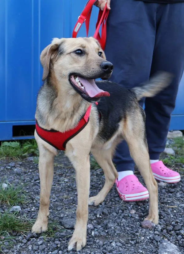 Znaleziono psa, Łódź, 26 lipca 2025 (1/5)