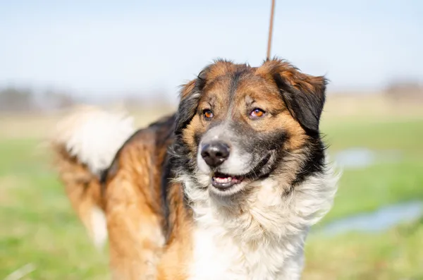 Oddam psa, Olsztyn, Osiedle Generałów, 26 lipca 2025 (1/2)