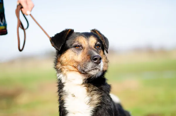 Oddam psa, Gdańsk, Piecki-Migowo, 26 lipca 2025 (1/4)