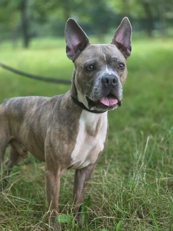 Pies do adopcji, Radom, 26 lipca 2025 (2/5)