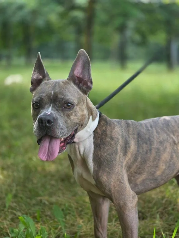 Pies do adopcji, Radom, 26 lipca 2025 (3/5)