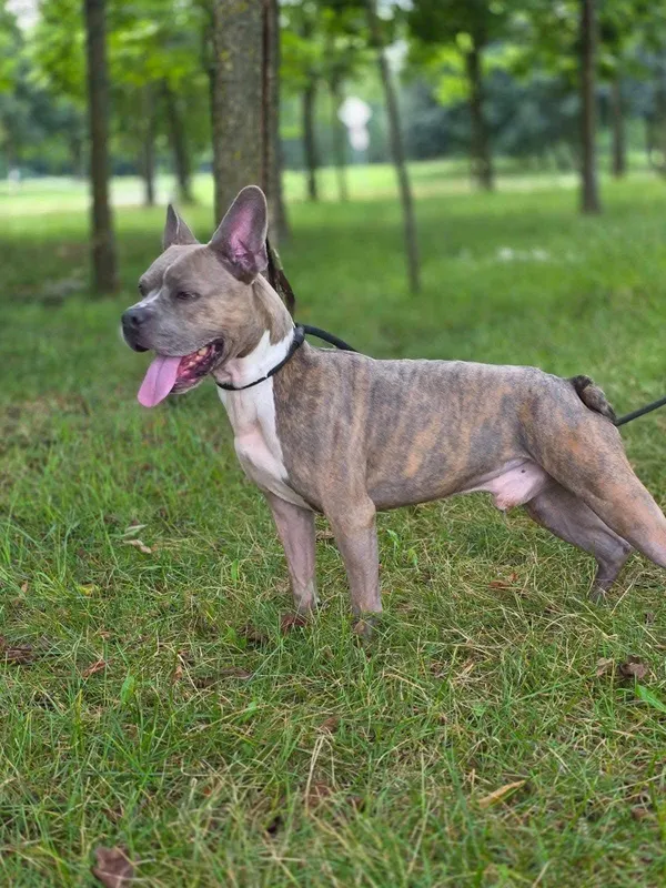 Pies do adopcji, Radom, 26 lipca 2025 (5/5)