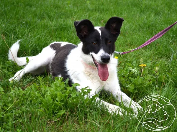 Pies do adopcji, Chełmek, 8 lipca 2025