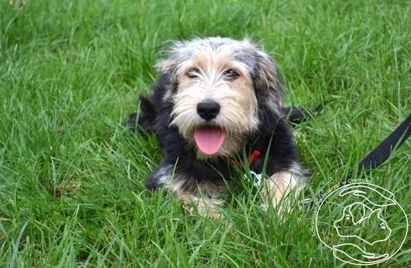 Pies do adopcji, Chełmek, 7 lipca 2025