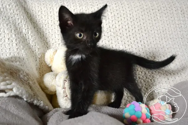 Kot do adopcji, Chełmek, 8 lipca 2025