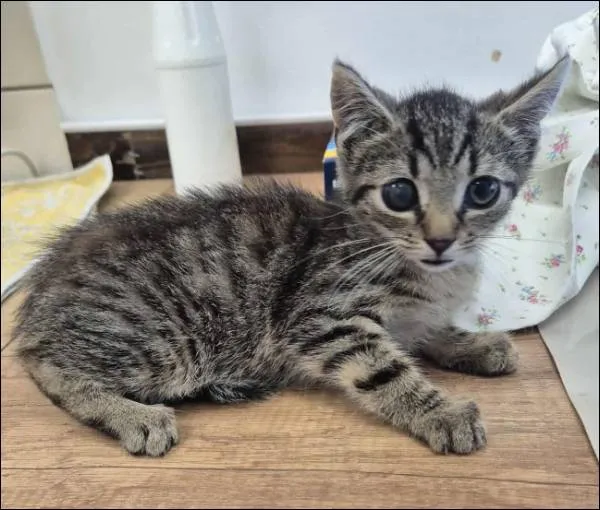 Znaleziono kota, Grudziądz, 25 lipca 2025