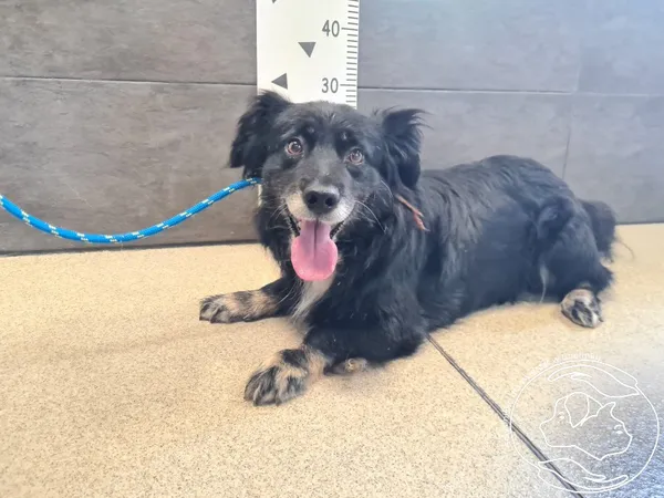 Znaleziono psa, Chełmek, 25 lipca 2025