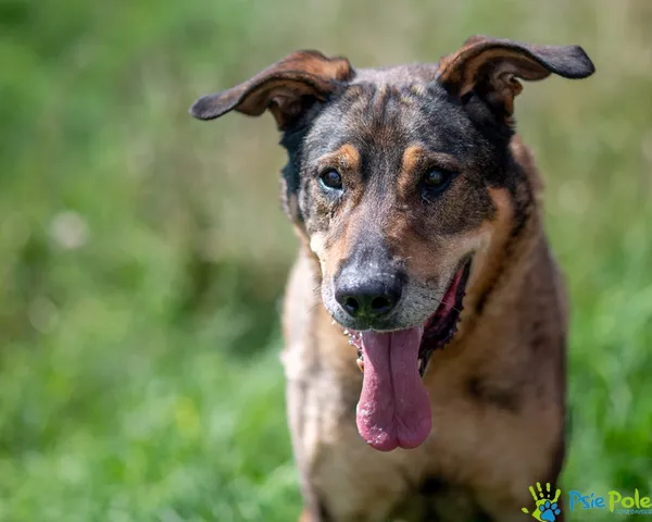 Pies do adopcji, Racławice, 25 lipca 2025 (1/5)