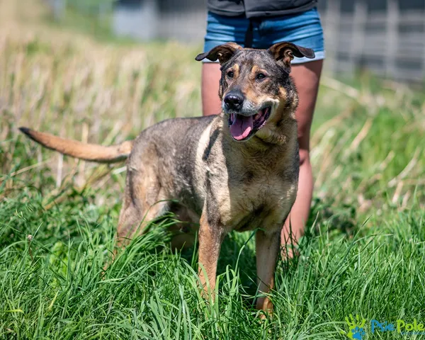 Pies do adopcji, Racławice, 25 lipca 2025 (2/5)