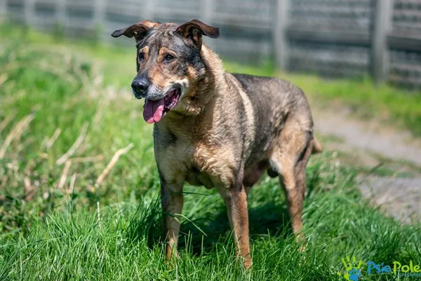 Pies do adopcji, Racławice, 25 lipca 2025 (3/5)