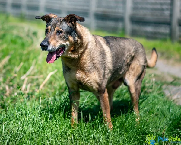 Pies do adopcji, Racławice, 25 lipca 2025 (4/5)