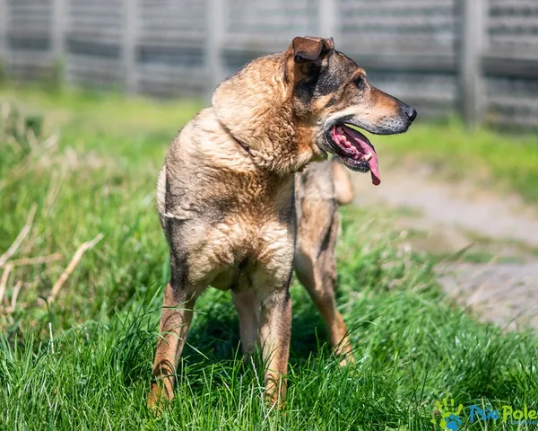 Pies do adopcji, Racławice, 25 lipca 2025 (5/5)