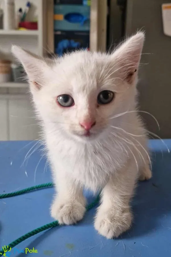 Kot do adopcji, Racławice, 26 lipca 2025 (1/3)