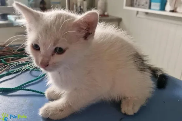 Kot do adopcji, Racławice, 26 lipca 2025 (2/3)