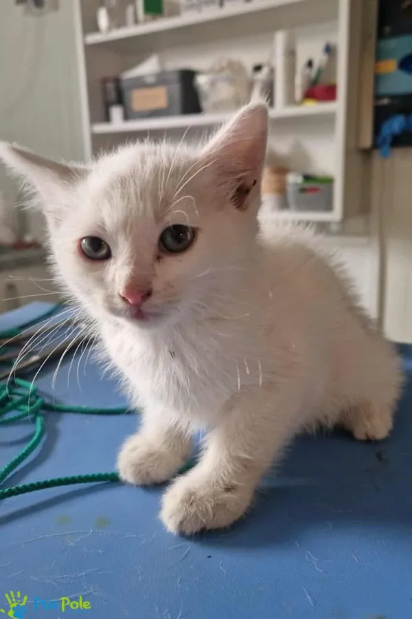 Kot do adopcji, Racławice, 26 lipca 2025 (3/3)