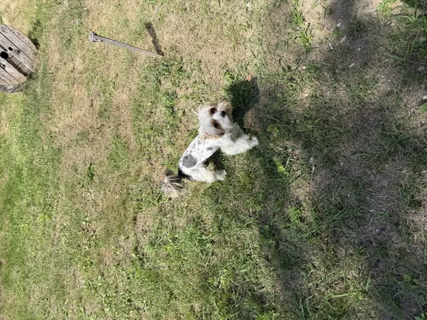 Zaginął pies, Łódź, 26 lipca 2025