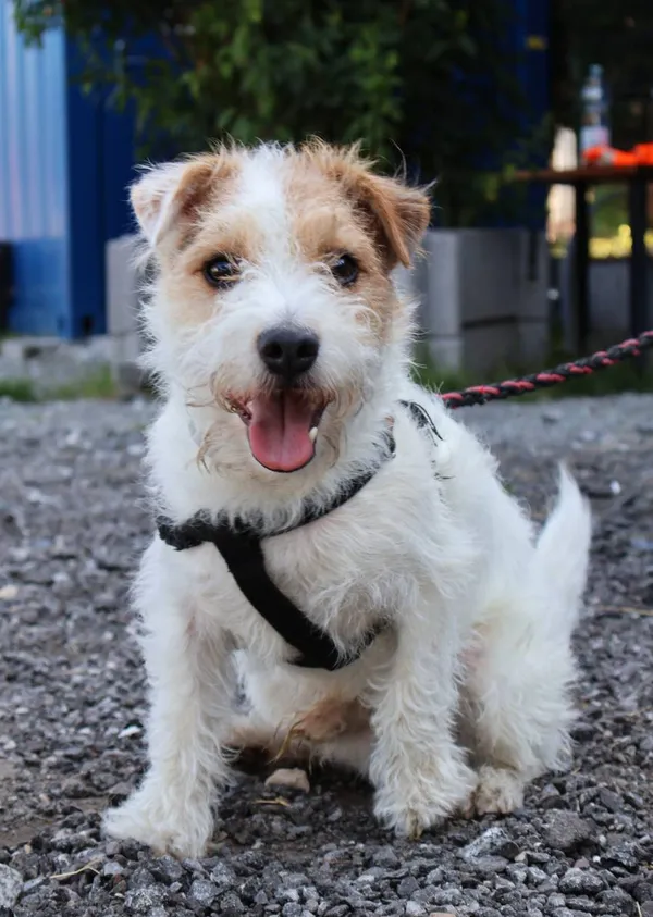 Znaleziono psa, Łódź, 25 lipca 2025 (2/3)