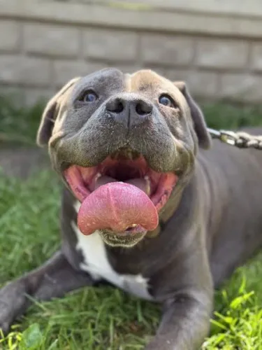 Pies do adopcji, Kraków, 12 lipca 2025 (2/5)