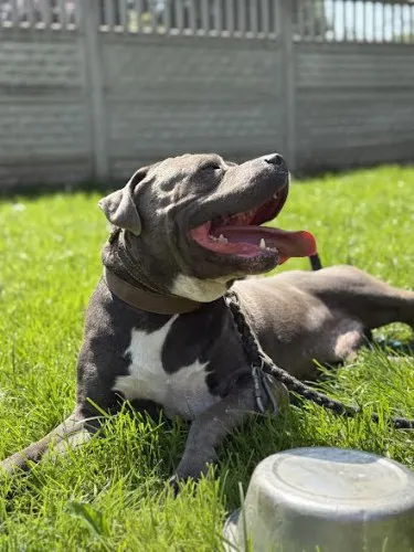 Pies do adopcji, Kraków, 12 lipca 2025 (3/5)