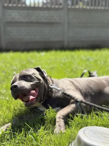 Pies do adopcji, Kraków, 12 lipca 2025 (5/5)