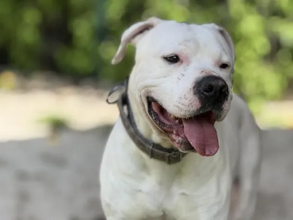 Pies do adopcji, Kraków, 12 lipca 2025 (2/5)