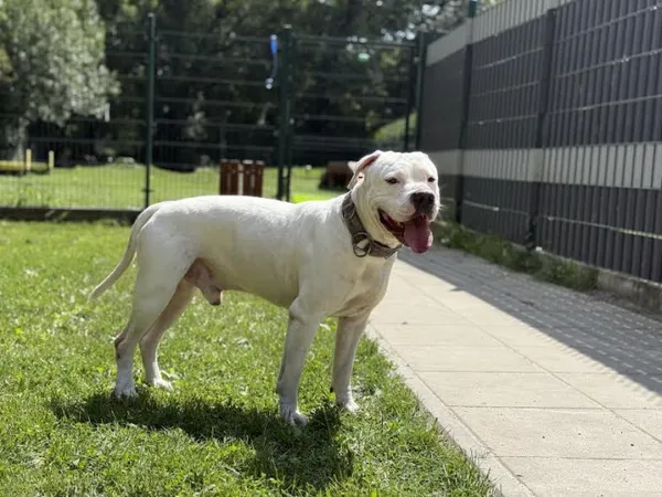 Pies do adopcji, Kraków, 12 lipca 2025 (3/5)