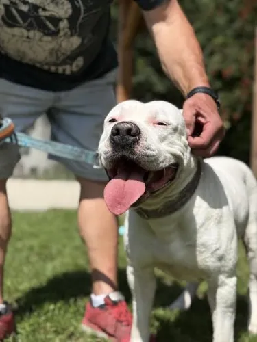 Pies do adopcji, Kraków, 12 lipca 2025 (5/5)