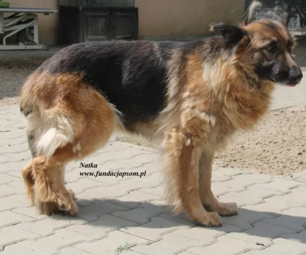 Pies do adopcji, Nowy Dwór Mazowiecki, 26 lipca 2025 (4/5)