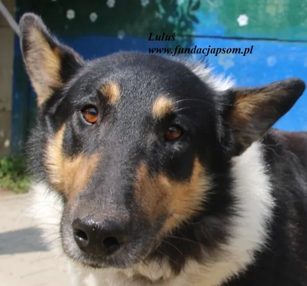 Pies do adopcji, Nowy Dwór Mazowiecki, 26 lipca 2025 (1/5)