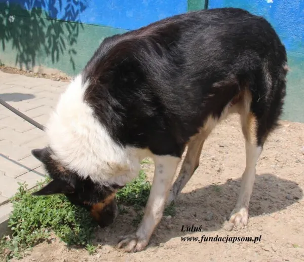 Pies do adopcji, Nowy Dwór Mazowiecki, 26 lipca 2025 (3/5)