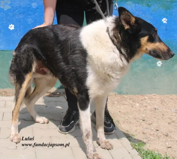 Pies do adopcji, Nowy Dwór Mazowiecki, 26 lipca 2025 (4/5)