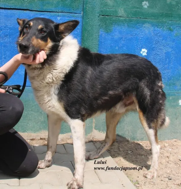 Pies do adopcji, Nowy Dwór Mazowiecki, 26 lipca 2025 (5/5)