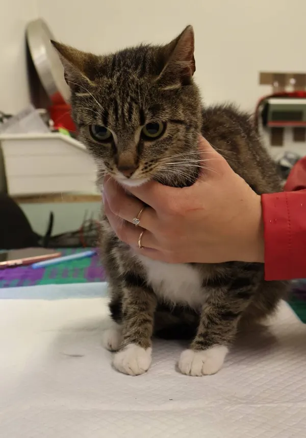 Znaleziono kota, Łódź, 27 lipca 2025 (2/2)